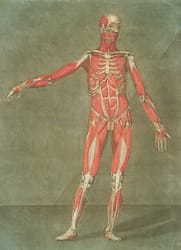 Musculoskeletal System 