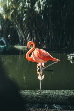 Photo by Elias Kipfer a pink flamingo standing on top of a lush green field