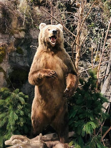 Photo by anvesh baru brown grizzly bear