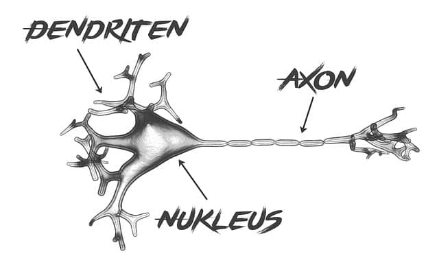 Nerve Cell